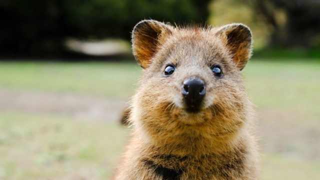 Quokka Profile