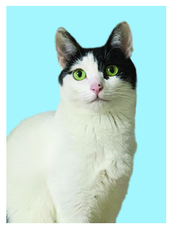 보보 Profile